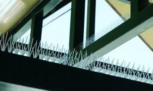 bird-spikes-scaled